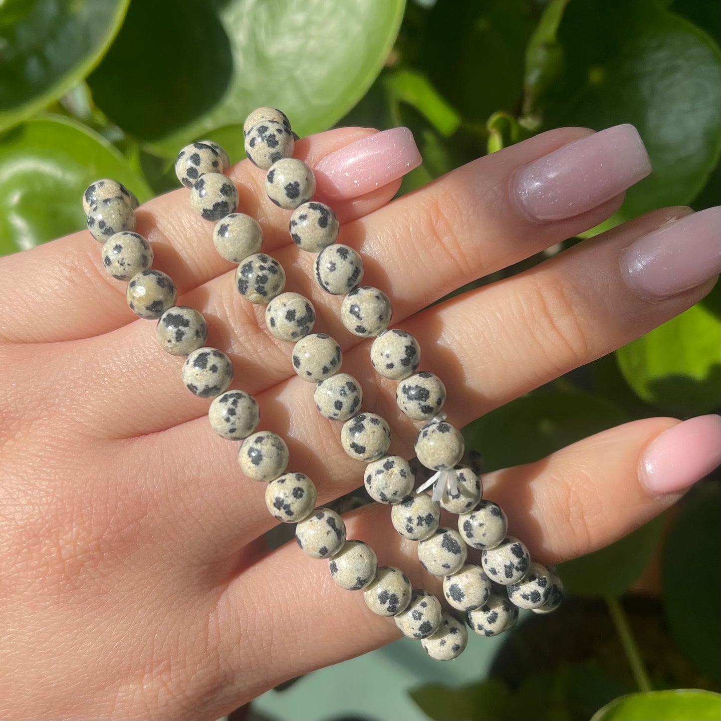 Dalmatian Jasper Bracelet